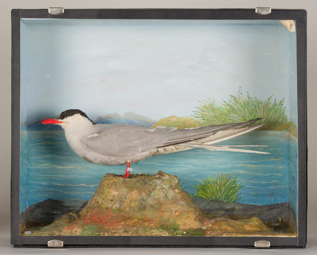 Diorama: Küstenseeschwalbe