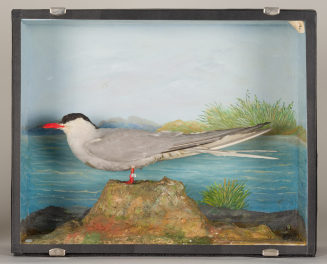 Diorama: Küstenseeschwalbe