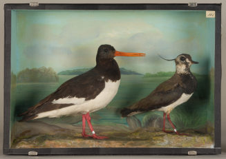 Diorama: Austernfischer, Kiebitz