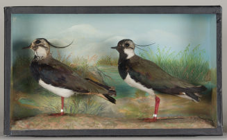 Diorama: Kiebitz, Kiebitz