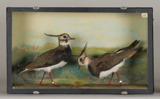Diorama: Kiebitz, Kiebitz