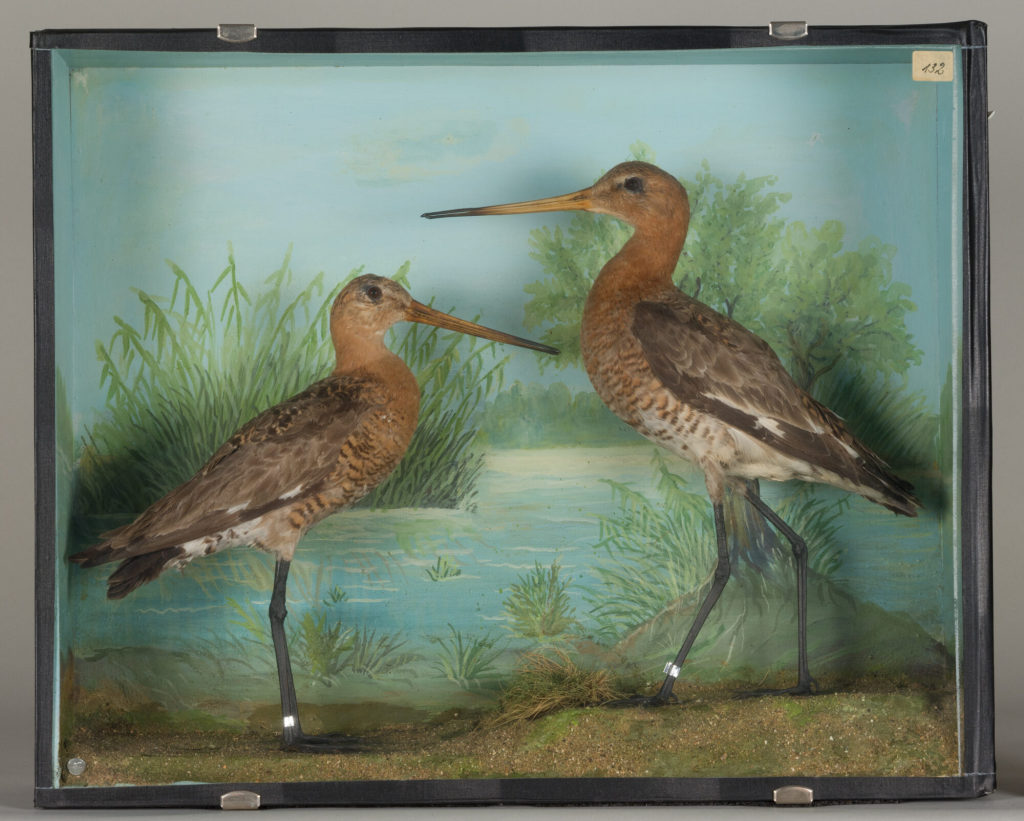 Diorama: Uferschnepfe, Uferschnepfe