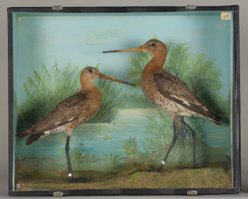 Dr. Peter Frey (Urheber*in), Diorama: Uferschnepfe, Uferschnepfe, 1890–1952