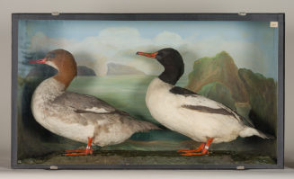 Diorama: Gänsesäger, Gänsesäger
