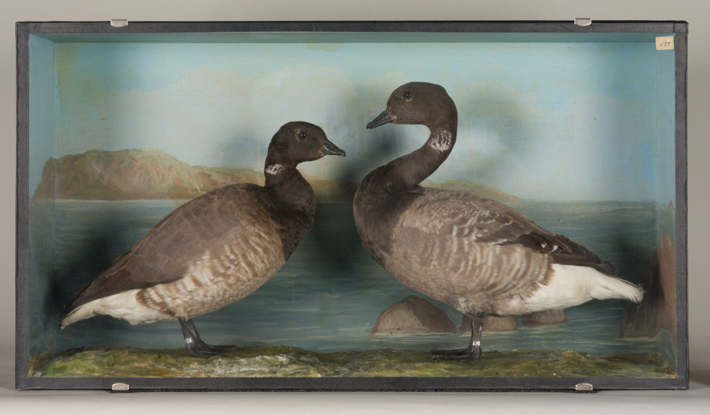 Diorama: Ringelgans, Ringelgans