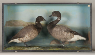 Diorama: Ringelgans, Ringelgans