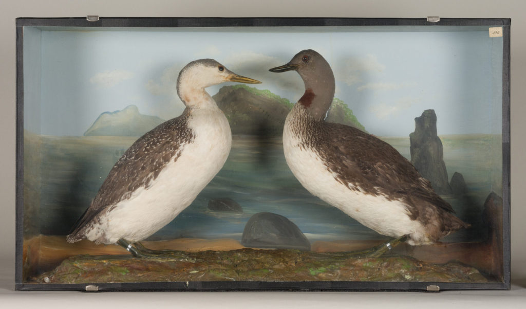 Diorama: Sterntaucher, Sterntaucher
