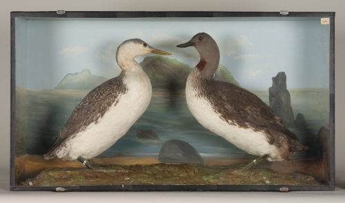 Dr. Peter Frey (Urheber*in), Diorama: Sterntaucher, Sterntaucher, 1890–1952