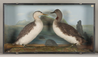 Diorama: Sterntaucher, Sterntaucher