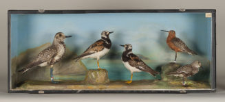 Diorama: Kiebitzregenpfeifer, Steinwälzer, Steinwälzer, Sichelstrandläufer, Alpenstrandläufer,  Sichelstrandläufer,