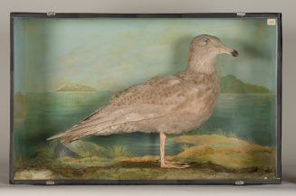Diorama: Eismöwe