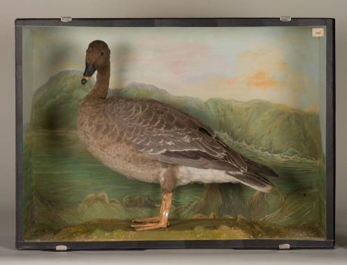 Dr. Peter Frey (Urheber*in), Diorama: Kurzschnabelgans, 1890–1952