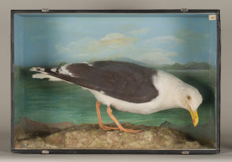 Diorama: Mantelmöwe
