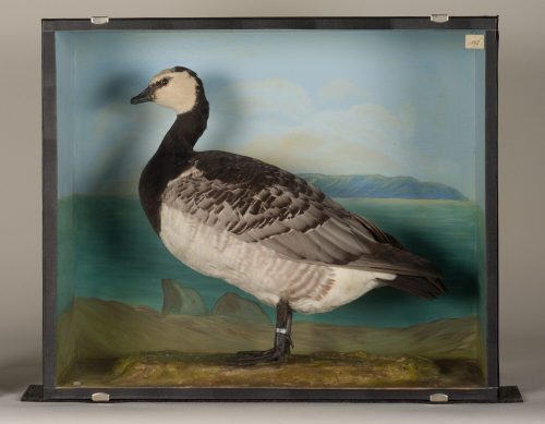Dr. Peter Frey (Urheber*in), Diorama: Nonnengans, 1890–1952