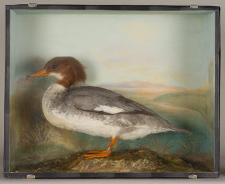 Diorama: Gänsesäger
