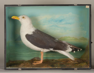 Diorama: Mantelmöwe