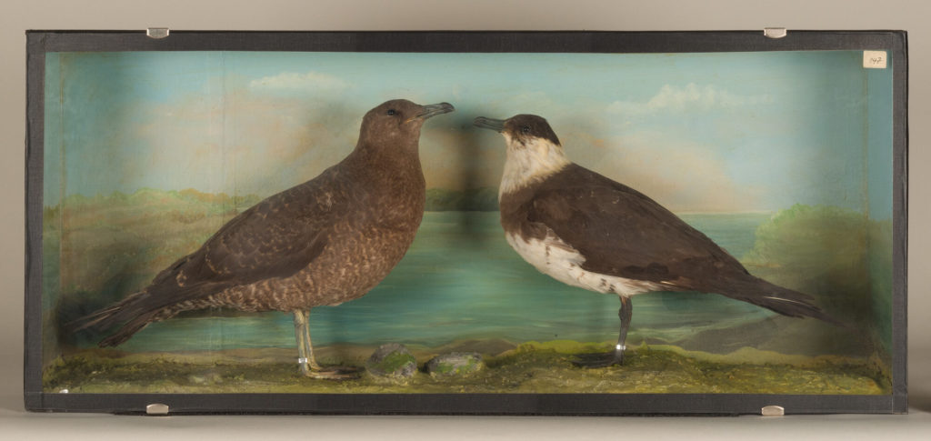 Diorama: Spatelraubmöwe, Schmarotzerraubmöwe