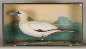 Diorama: Baßtölpel