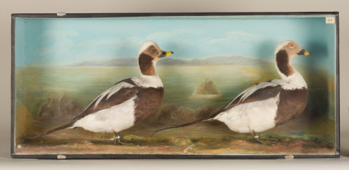 Dr. Peter Frey (Urheber*in), Diorama: Eisente, Eisente, 1890–1952