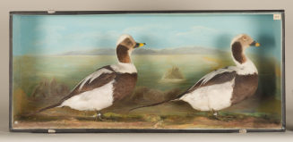 Diorama: Eisente, Eisente