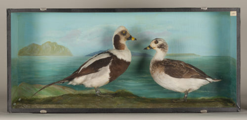 Dr. Peter Frey (Urheber*in), Diorama: Eisente, Eisente, 1890–1952