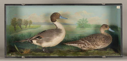 Dr. Peter Frey (Urheber*in), Diorama: Spießente, Spießente, 1890–1952