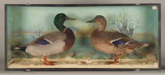 Diorama: Stockente, Stockente