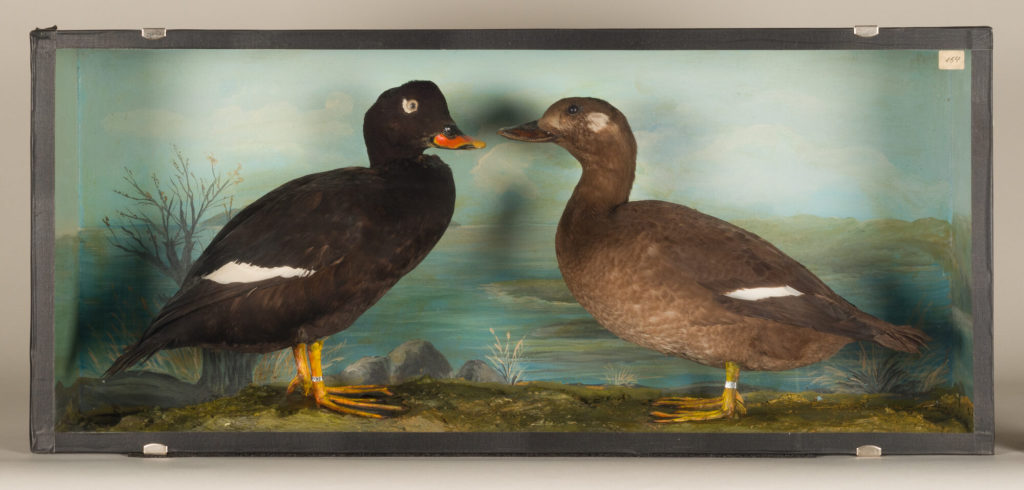 Diorama: Samtente, Samtente