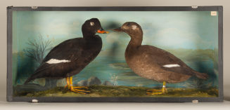 Diorama: Samtente, Samtente