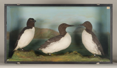 Dr. Peter Frey (Urheber*in), Diorama: Tordalk, Trottellumme, Trottellumme, 1890–1952