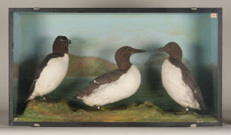 Diorama: Tordalk, Trottellumme, Trottellumme