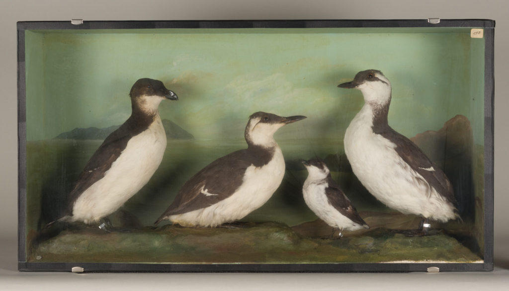 Diorama: Tordalk, Krabbentaucher, Trottellumme, Trottellumme
