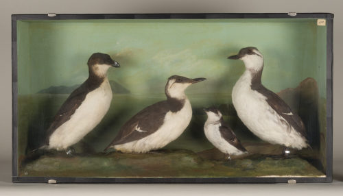 Dr. Peter Frey (Urheber*in), Diorama: Tordalk, Krabbentaucher, Trottellumme, Trottellumme, 1890–1952