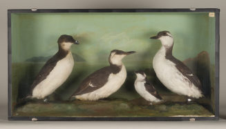 Diorama: Tordalk, Krabbentaucher, Trottellumme, Trottellumme