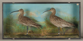 Diorama: Großer Brachvogel, Großer Brachvogel
