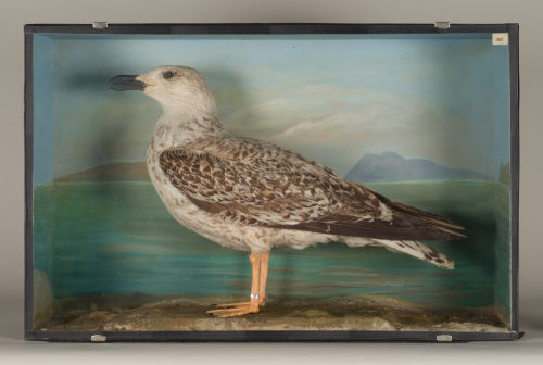 Dr. Peter Frey (Urheber*in), Diorama: Mantelmöwe, 1890–1952