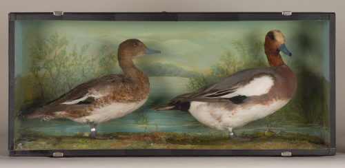 Dr. Peter Frey (Urheber*in), Diorama: Pfeifente, Pfeifente, 1890–1952