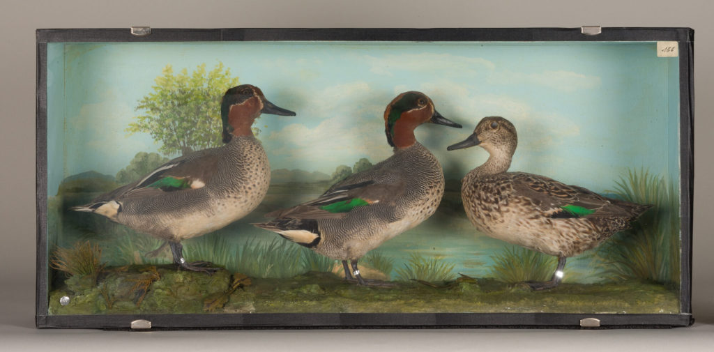 Diorama: Krickente, Krickente, Krickente