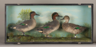 Diorama: Krickente, Krickente, Krickente