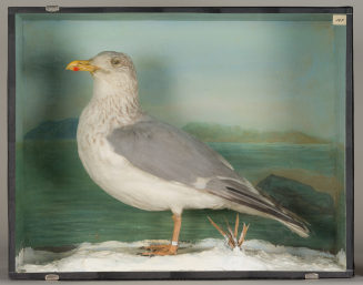 Diorama: Silbermöwe