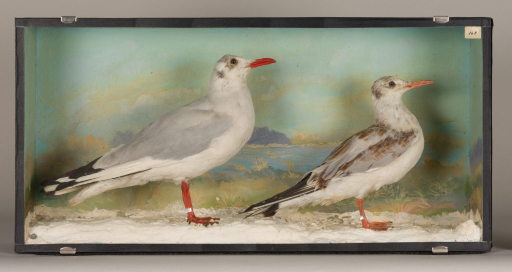 Diorama: Lachmöwe, Lachmöwe