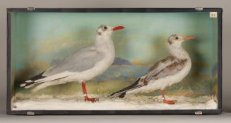 Diorama: Lachmöwe, Lachmöwe