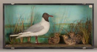 Diorama: Lachmöwe, Lachmöwe