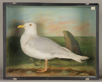 Diorama: Polarmöwe