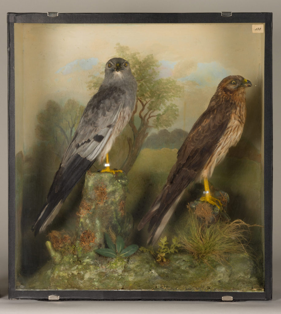 Diorama: Wiesenweihe, Wiesenweihe