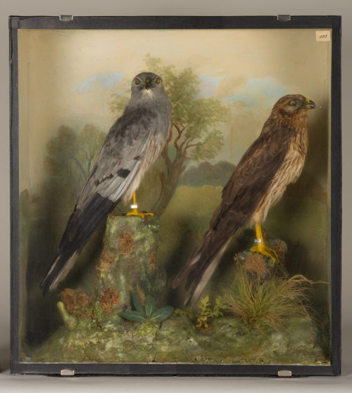 Dr. Peter Frey (Urheber*in), Diorama: Wiesenweihe, Wiesenweihe, 1890–1952