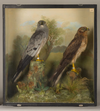 Diorama: Wiesenweihe, Wiesenweihe