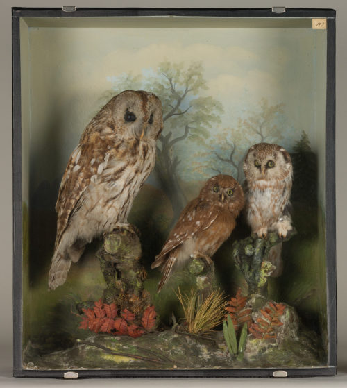 Dr. Peter Frey (Urheber*in), Diorama: Waldkauz, Rauhfußkauz, Rauhfußkauz, 1890–1952