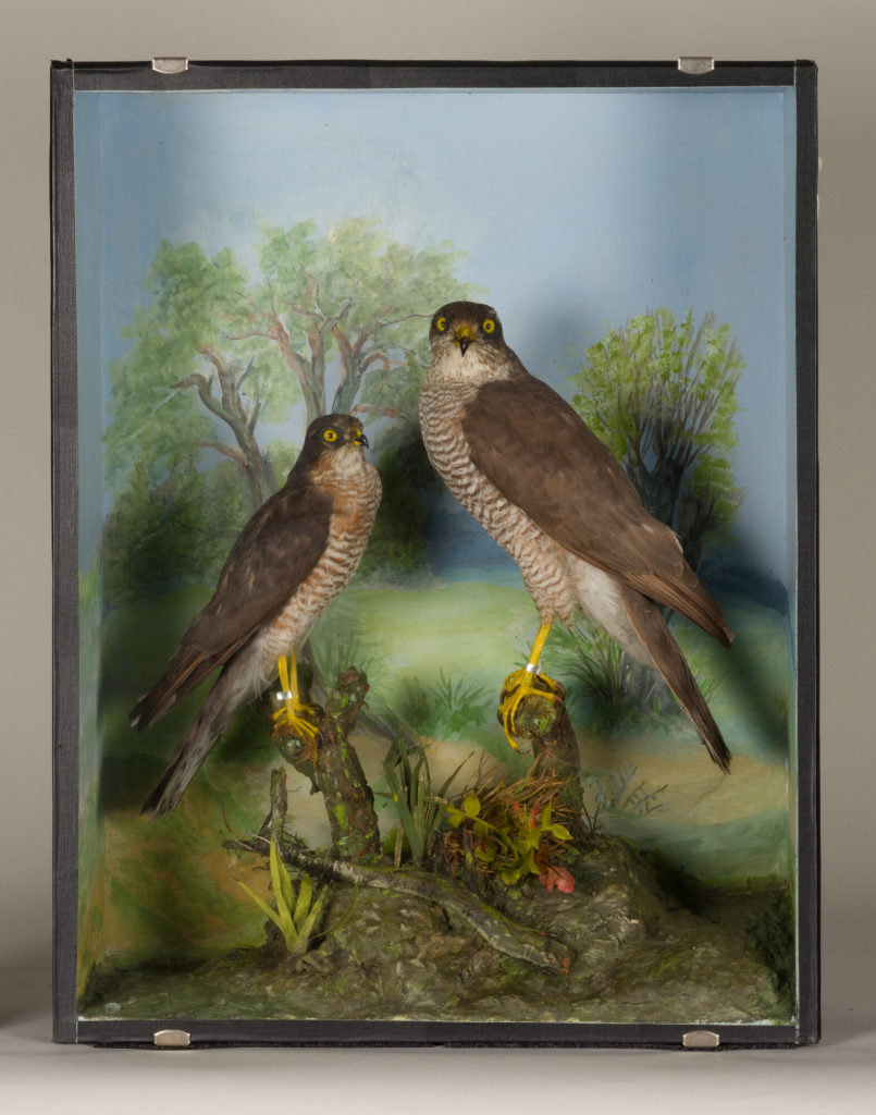 Diorama: Sperber, Sperber