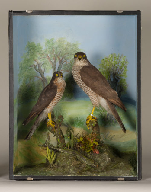 Dr. Peter Frey (Urheber*in), Diorama: Sperber, Sperber, 1890–1952